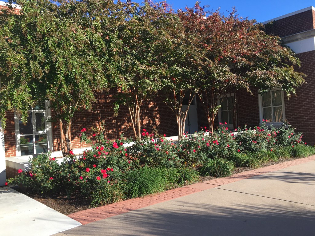 Five Novels For Senior&nbsp;Seminar